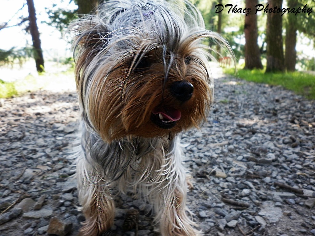 Trzy