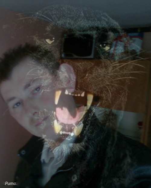 Jak kot chodz wasn drog 