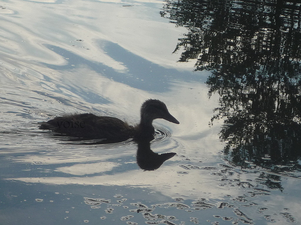 #1 Duckyy!