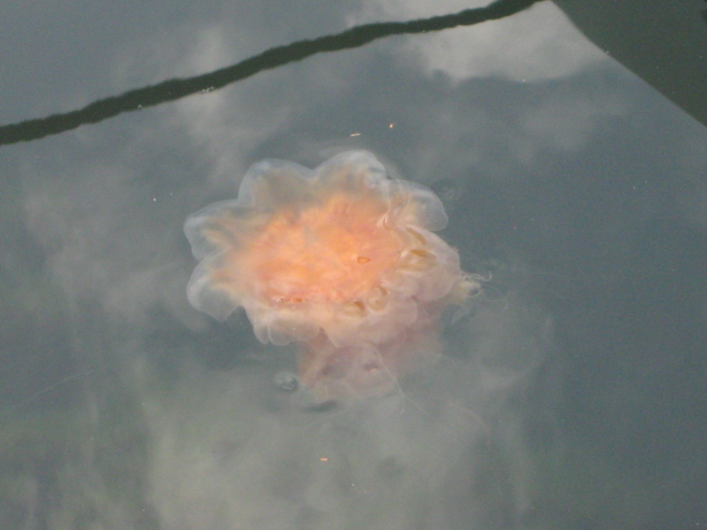 Meduzka . ; )))