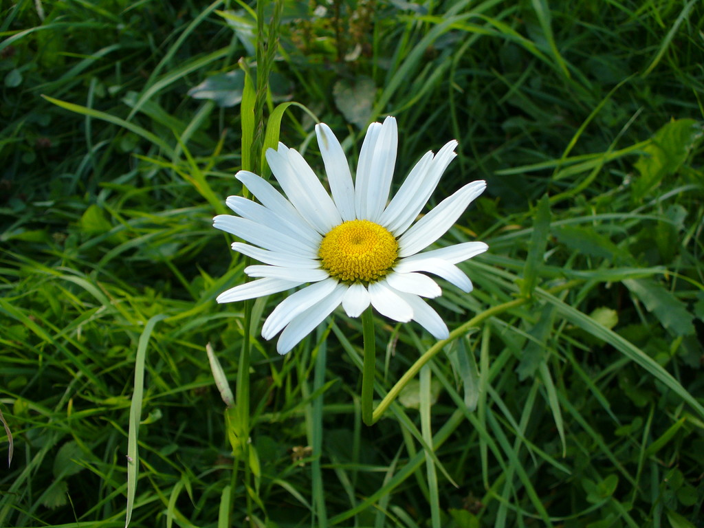 Flower ;D