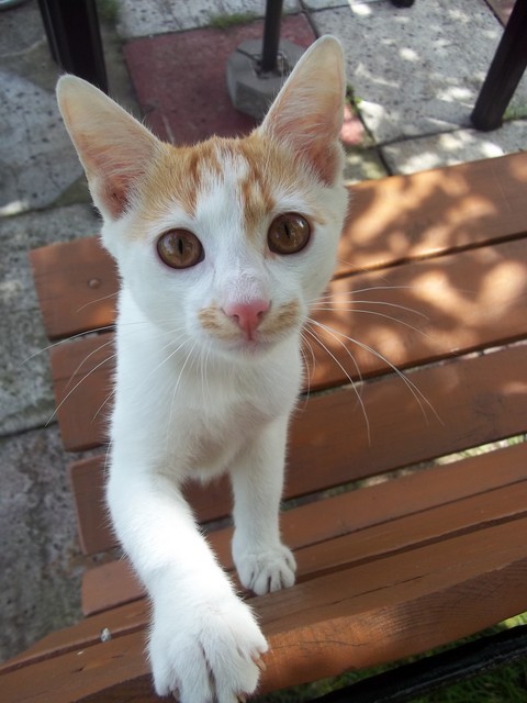 Koteek < 33