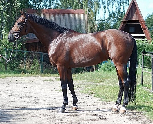 Mikulinch :*