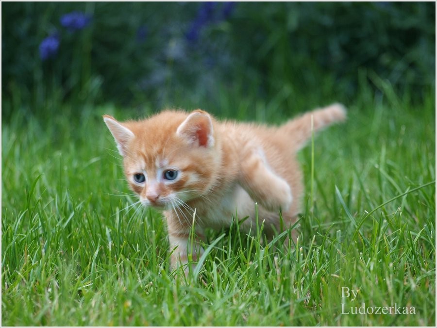 Neko