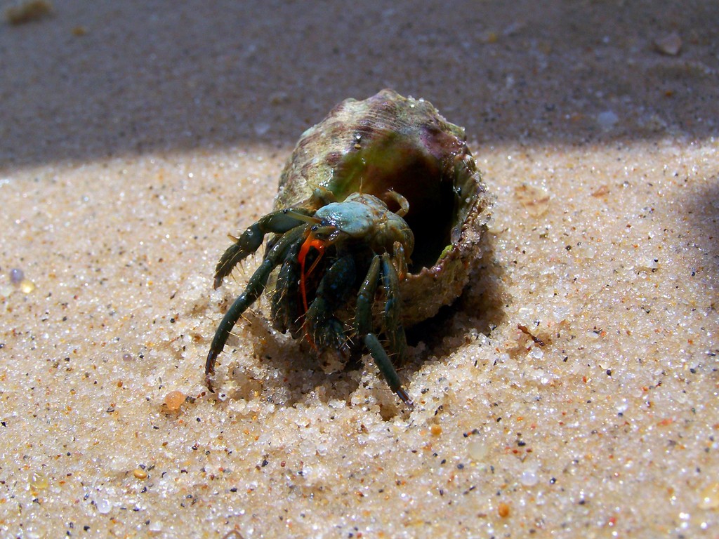 Krab pustelnik.....