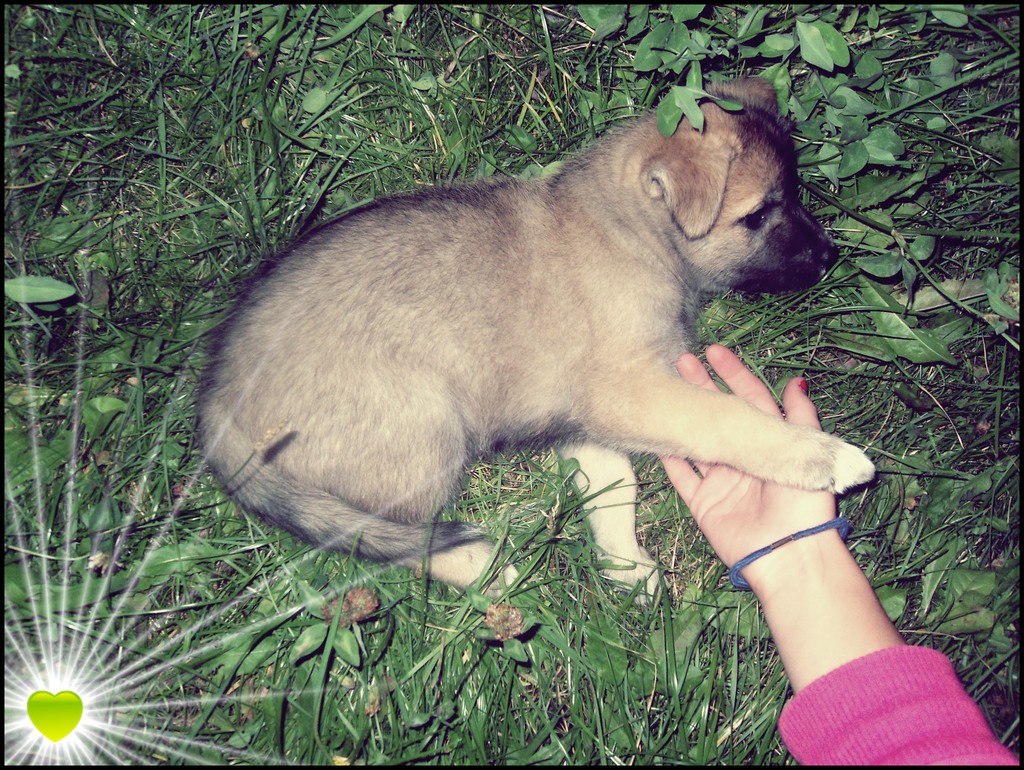 To moj psiaczek x3