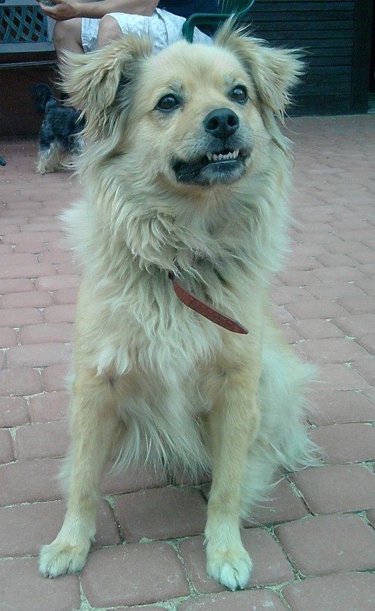 Lady 
