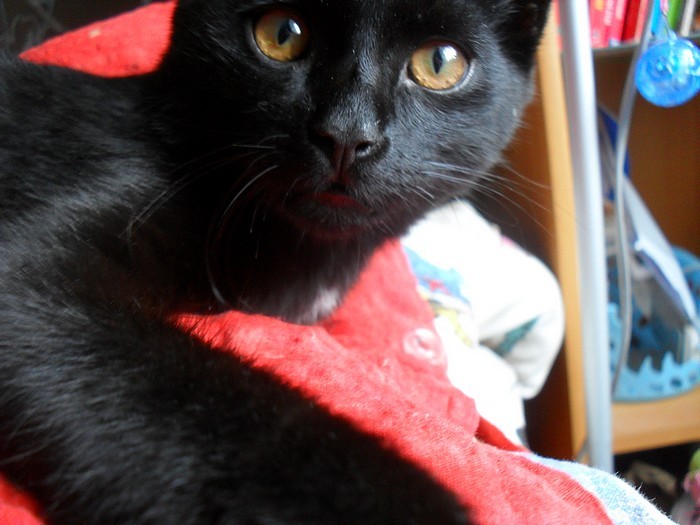 Simba :D