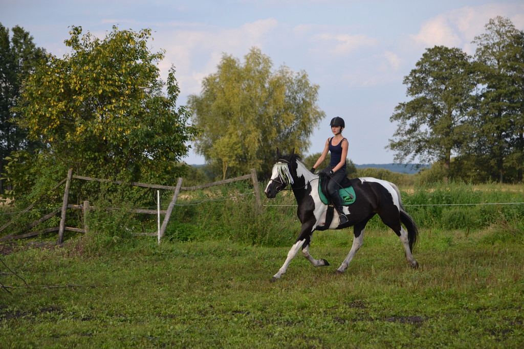 Sroka