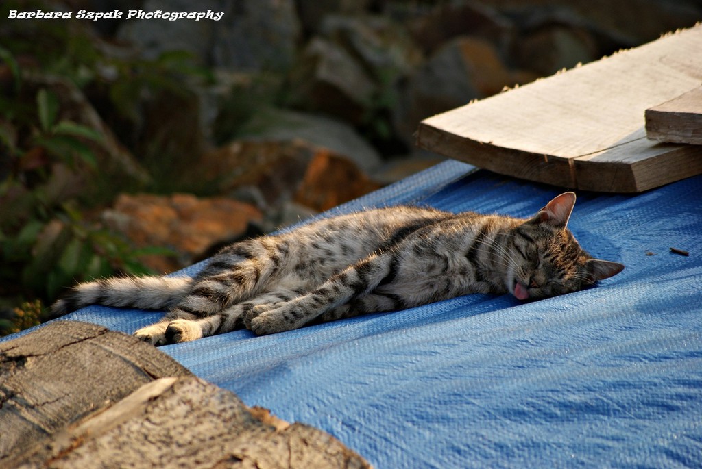 The cat