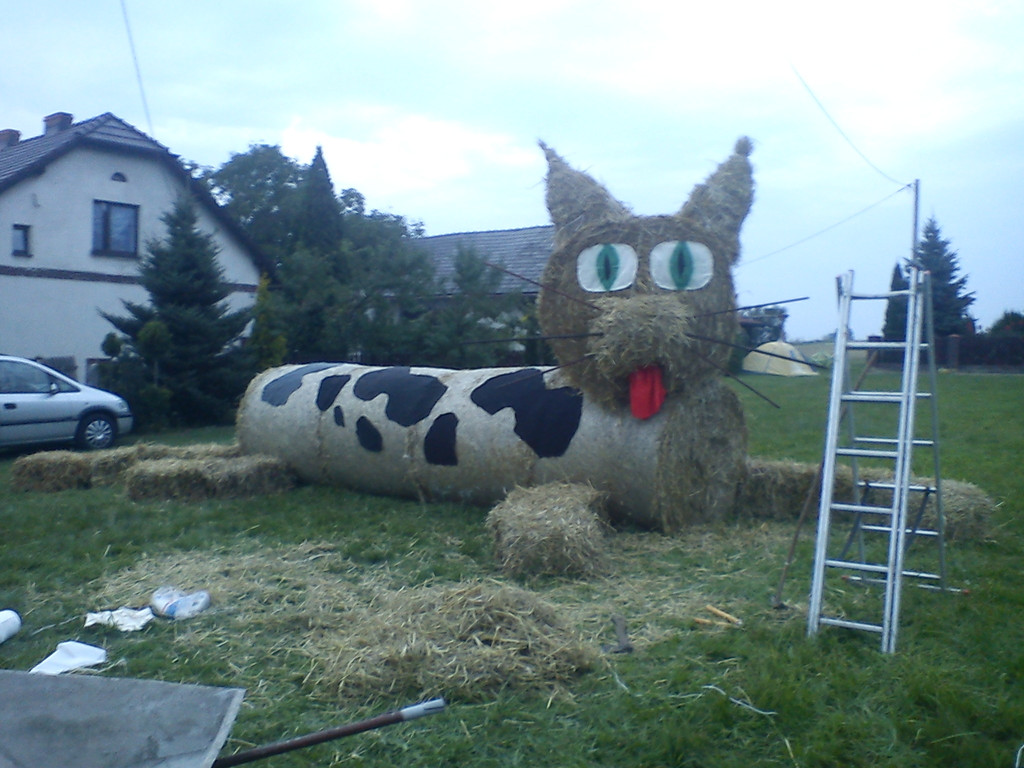 Kot na doynki :)