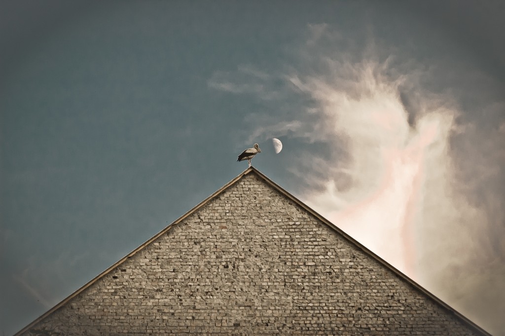 stork side of the moon