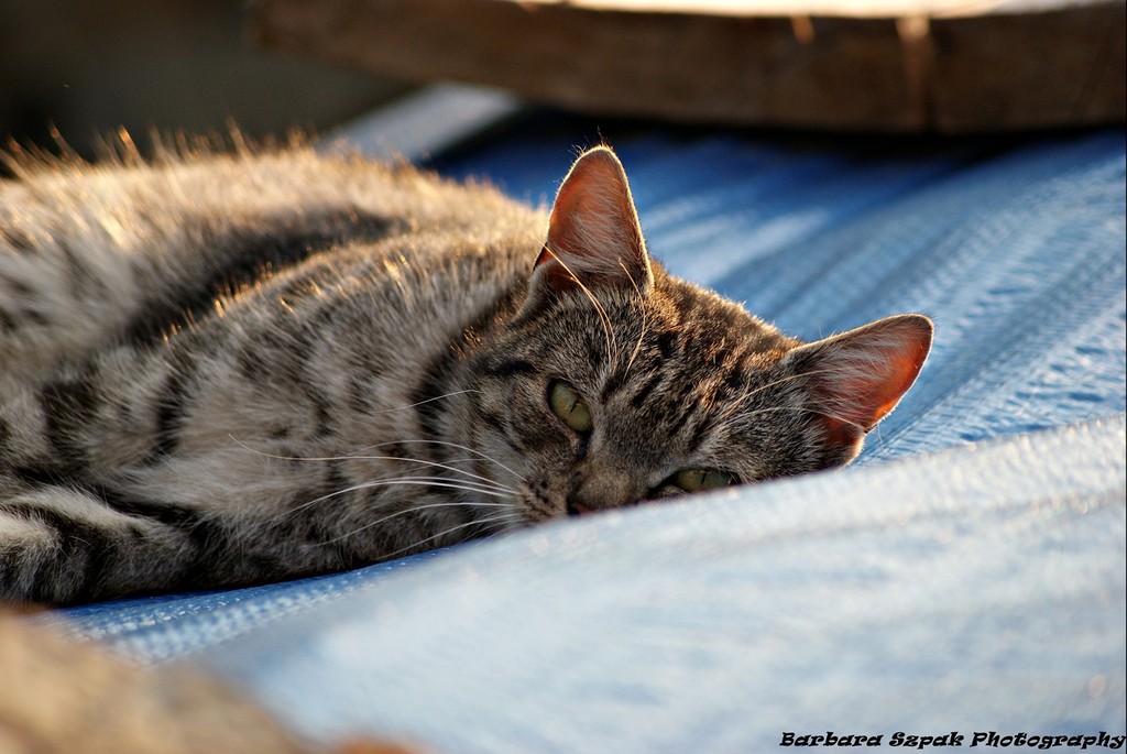 The cat