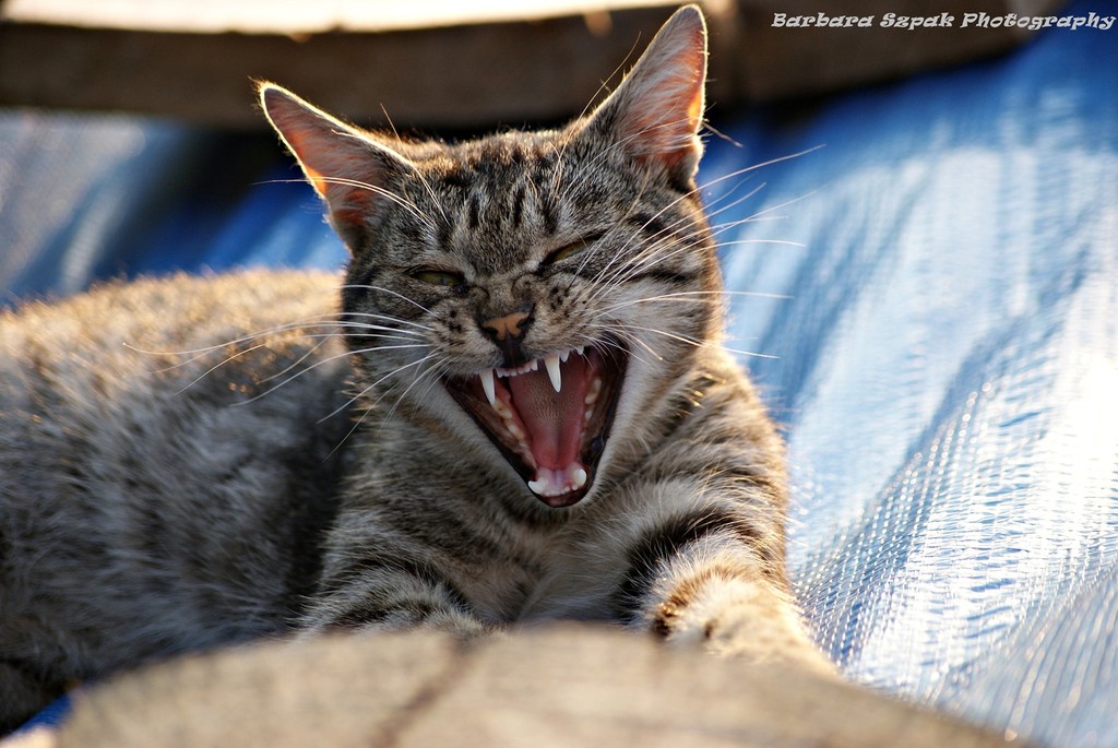The cat