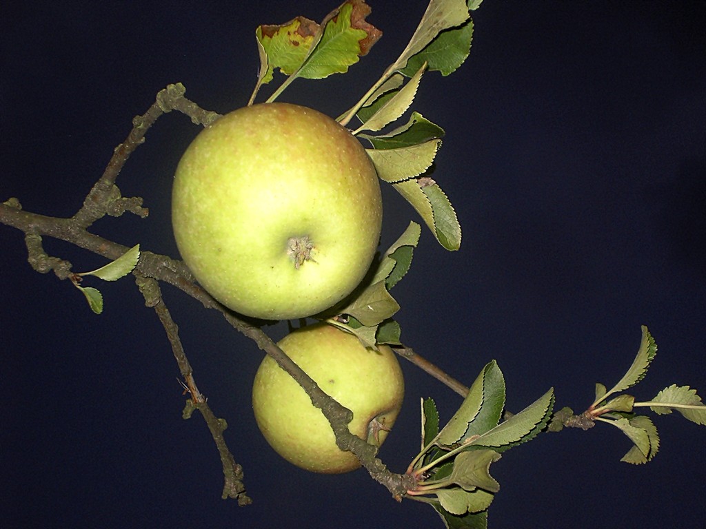 Jabuszko
