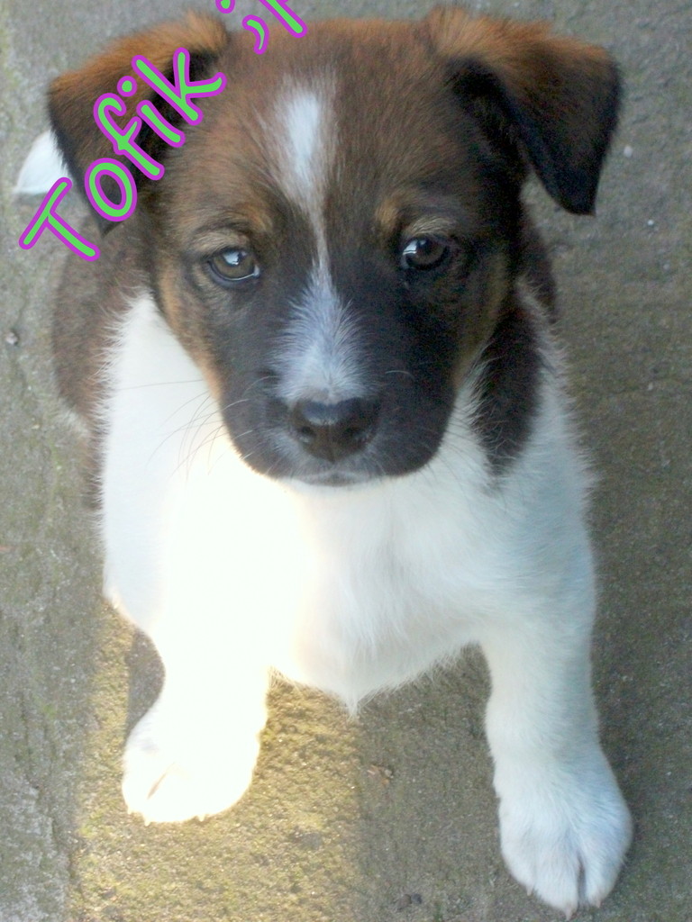 Mj Tofik ;]