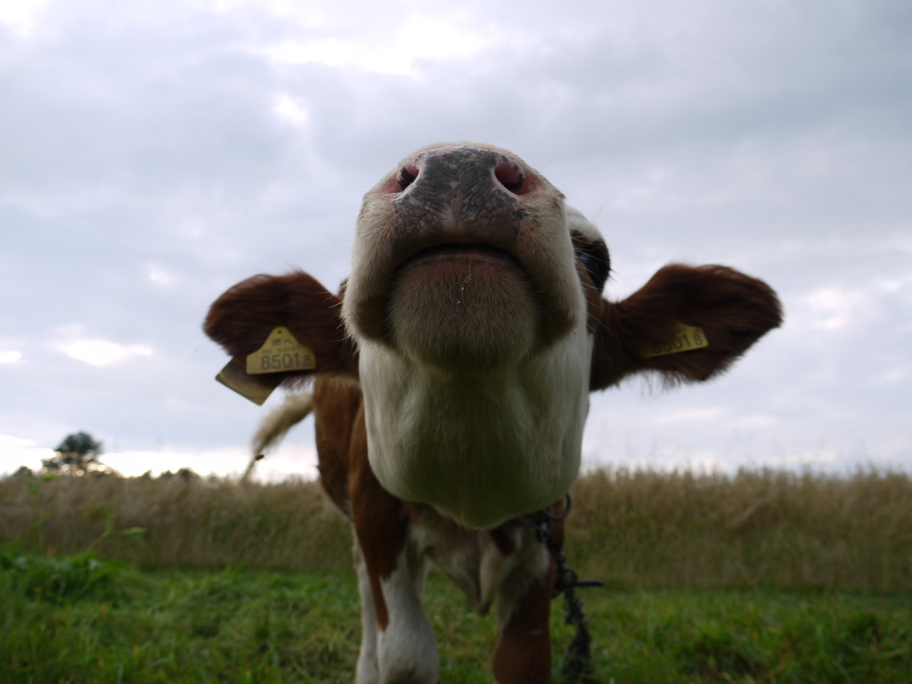 muuu...