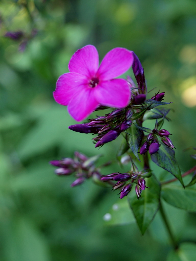 pure violet