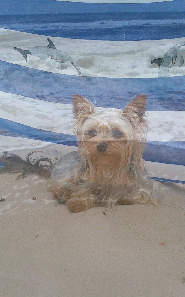 my dog