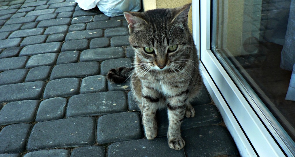 Mrumru, kici kici.