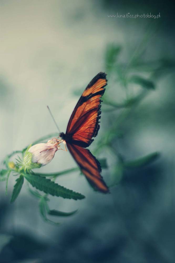 Butterfly.