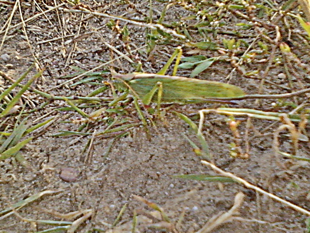 4,fot.Asia