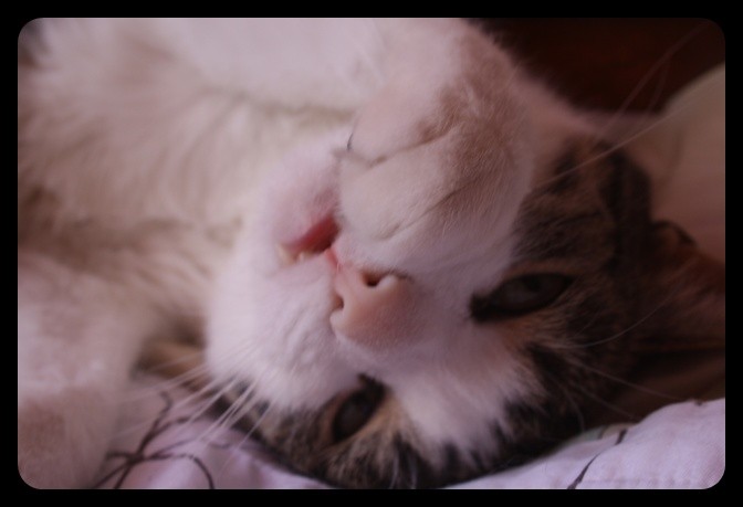 nom