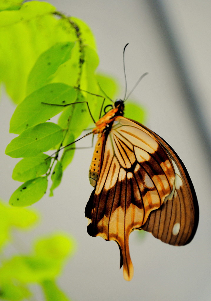 Motylarnia