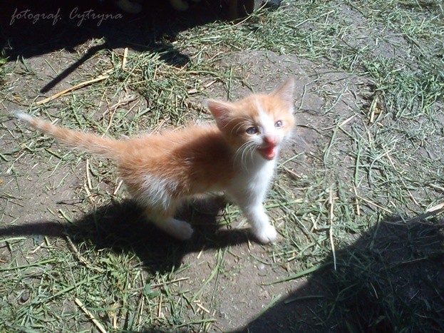 mj Koteek ^^