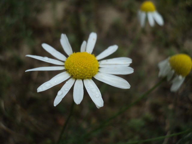 Kwiatek