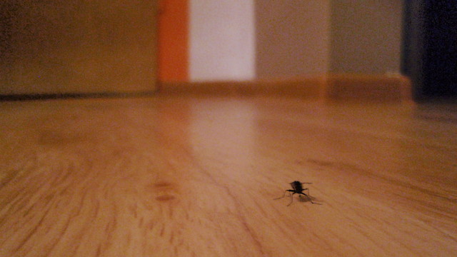 Martwa natura w pokoju..........