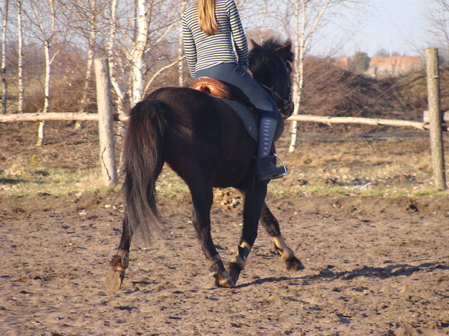 Seabiscuit 