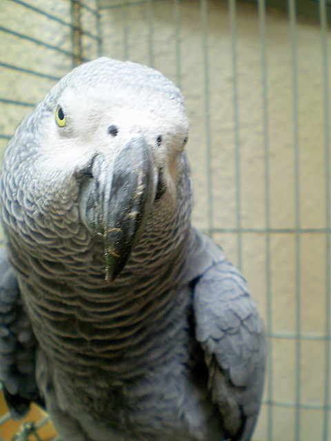 Papuka :P