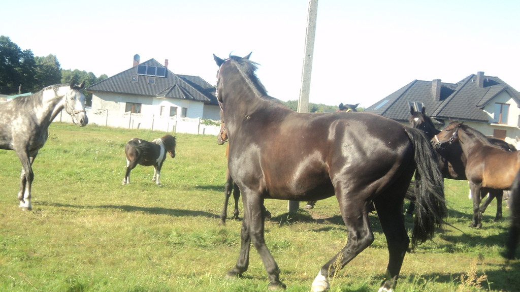 Posejdon