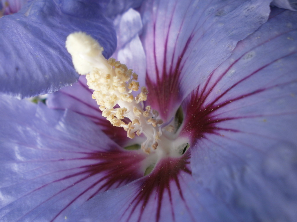 Hibiskus