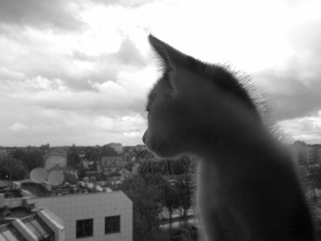 franioszka ; *