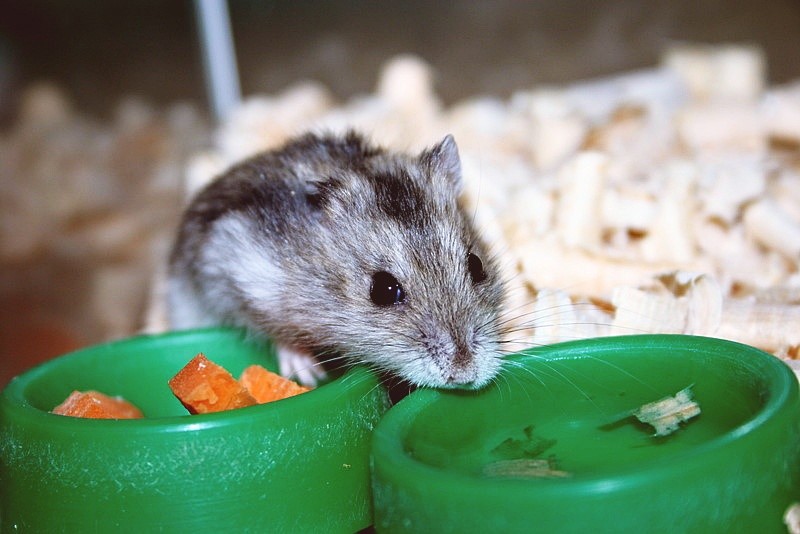 Alfred!