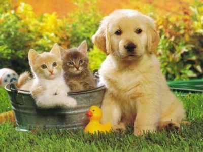 ` animal ; *