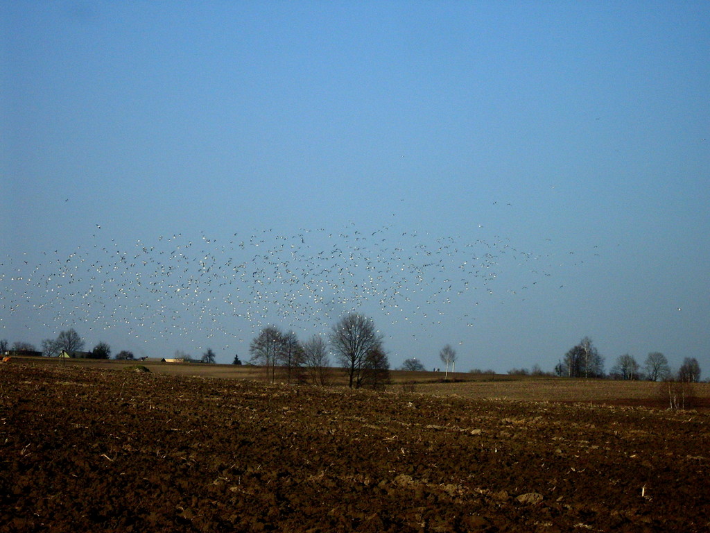 Birds