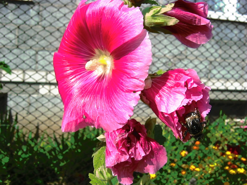 flower and bumblebee