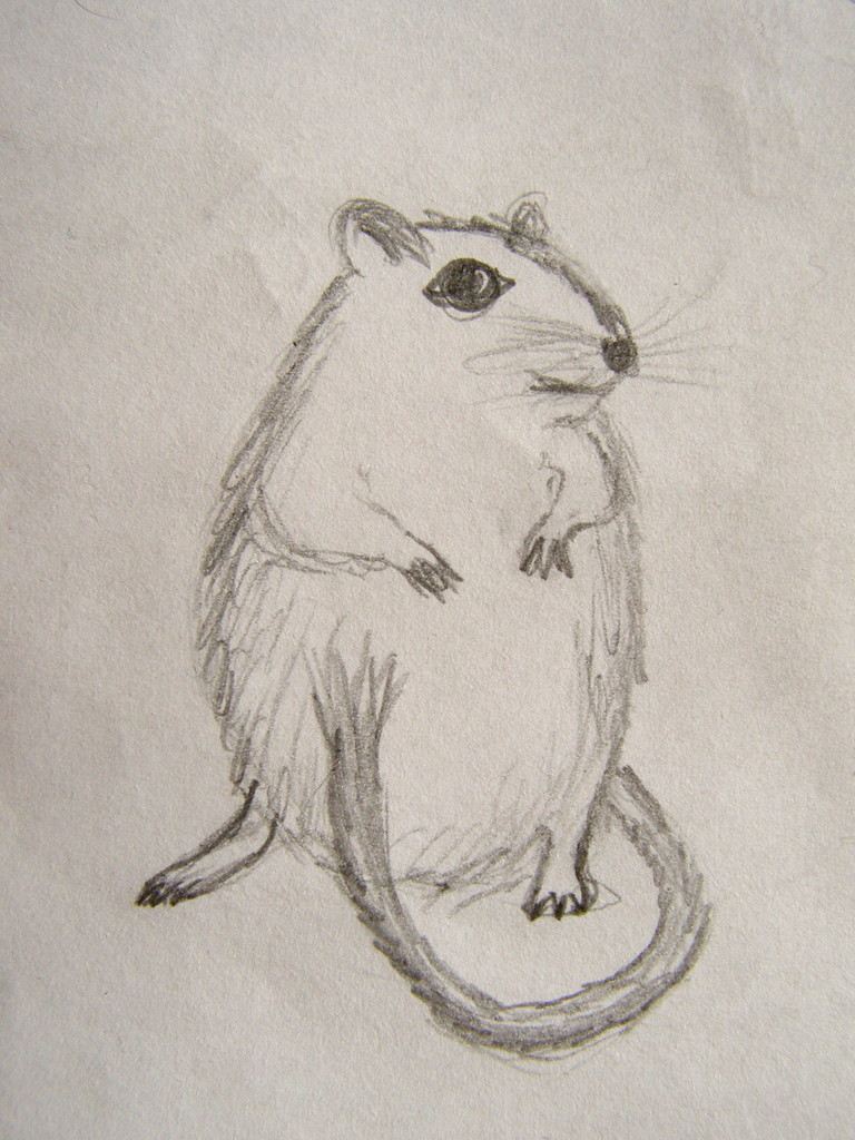 myszoskoczek