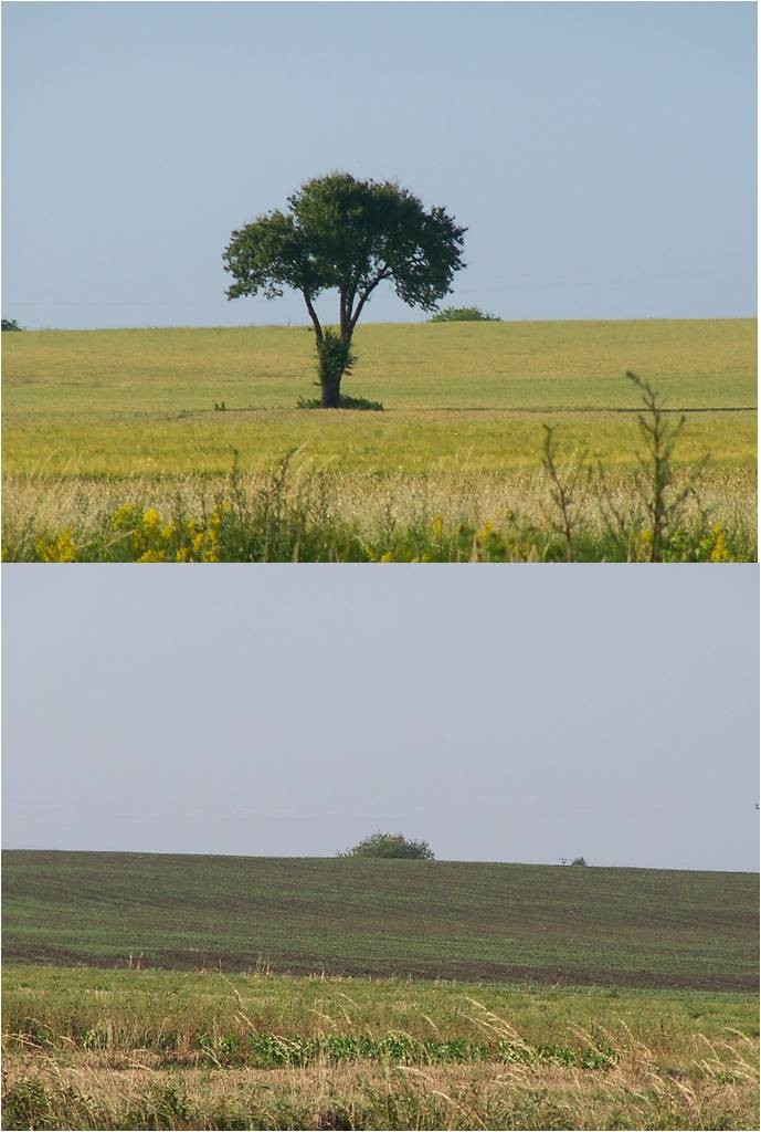 Widzisz rnic?