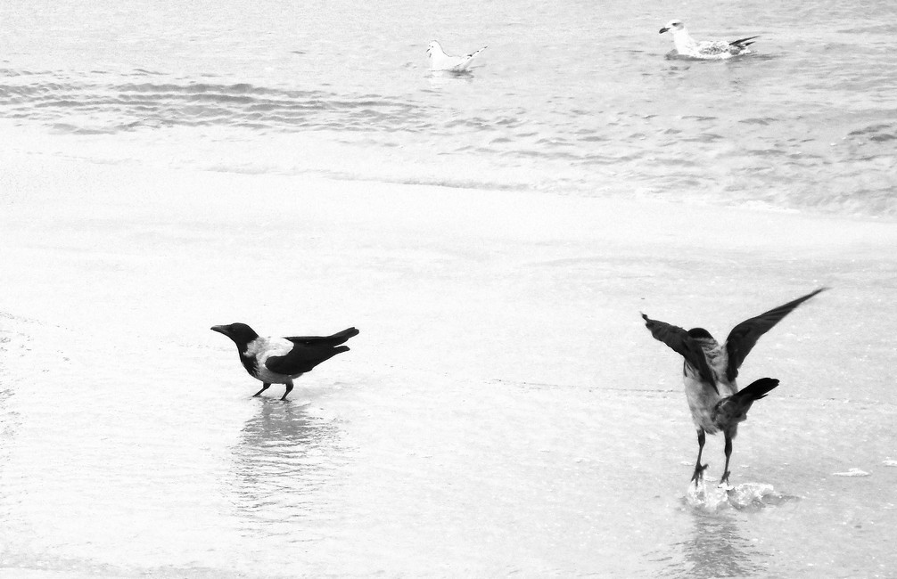 like a bird