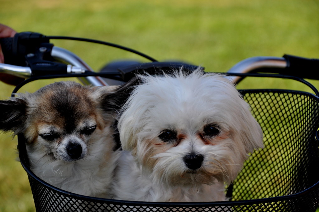 lola i cooki 