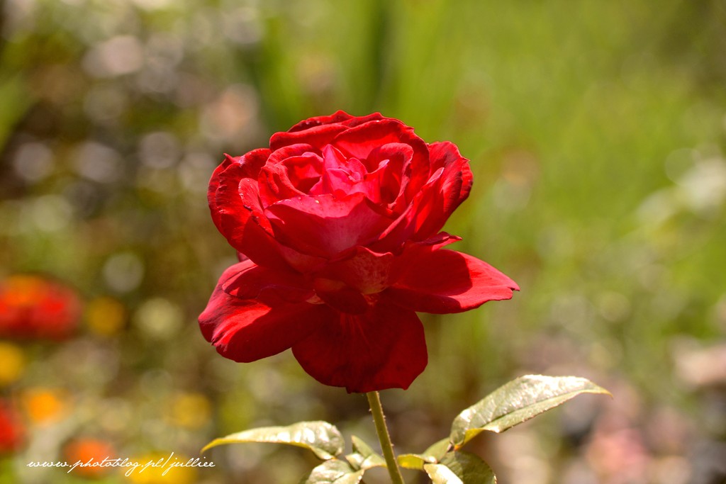 Lonely Rose.