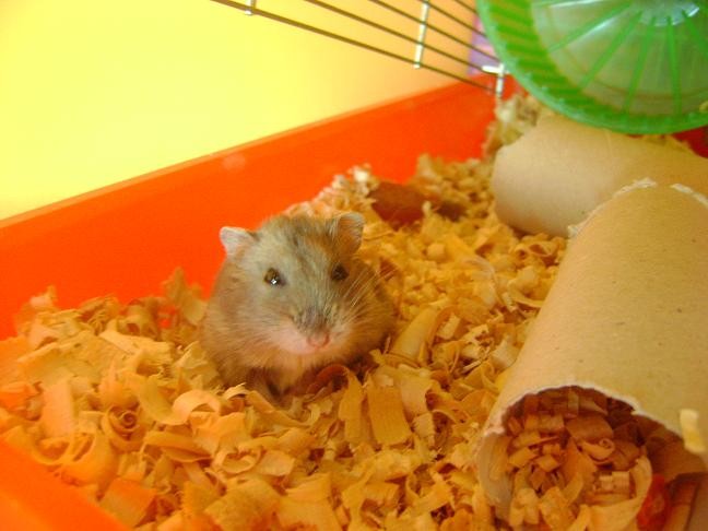 Chomik !.....  < 333