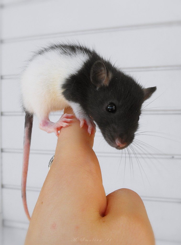 Mini ;-)