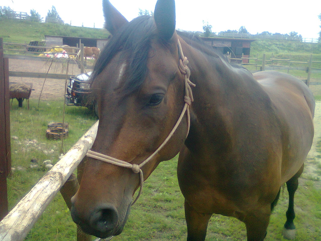 Pako