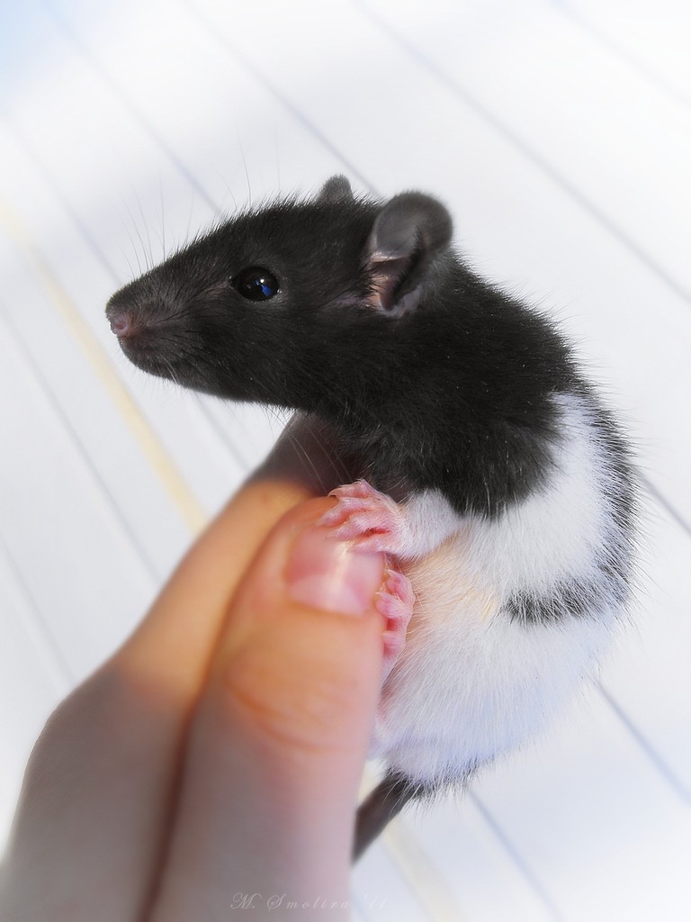 Mini ;)