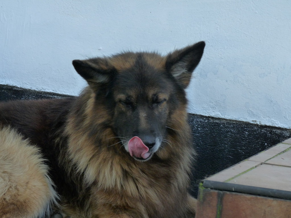 Jzyczek